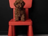 Gerçek Peluşlar Safkan Toy Poodle Bebekleri