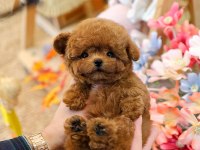 Gülen surat oyuncak yapılı poodle bebişlerim