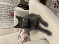 2 yaşında russian blue