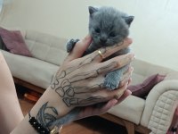 Yavru safkan İngiliz british shorthair