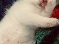 British Shorthair Blue Point