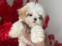 Muhteşem güzellikte beyaz shih tzu çocuğumuz