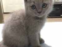 Safkan British Shorthair, 2 Aylık, Oyuncu Oğlumuz Luffy
