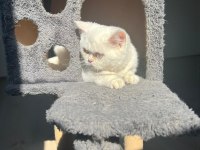 5 aylık british shorthair erkek yavru