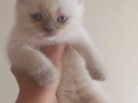 British short hair blue ve Bluepoint yavrular