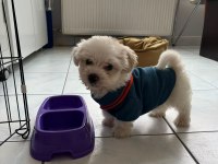 2 ARALIK DOĞUMLU BEBEK TERRİER EŞYALARI İLE BİRLİKTE