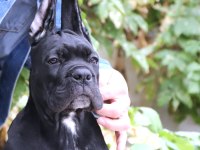 Fcı-Kıf Secereli Safkan Cane Corso Yavru