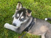 2.5 AYLIK DİŞİ HUSKY