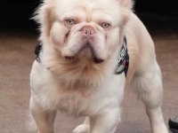Egzotik french bulldog lilac tan platinum erkek bebekler