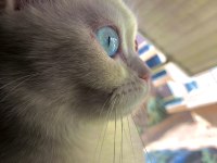 British shorthair 1 yaşında dişi