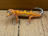 Her morph leopard gecko