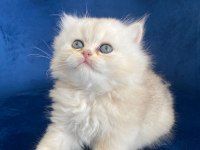 British Longhair2 aylık dişi ve erkek yavru