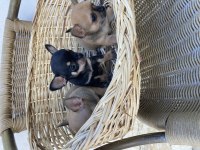 CHiHUAHUA KIZLAR