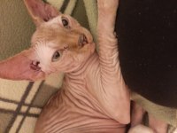 Sphynx melezi yavrular