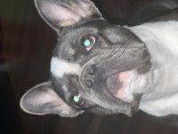 Dişi french bulldog
