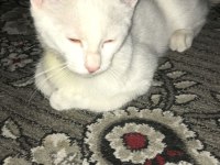 Ankara kedisi acil sahiplen dirilecek