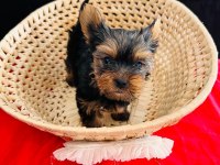 Micro teacup erkek Yorkshire yavru