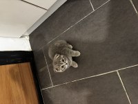 Tatlı scottish fold bebekler