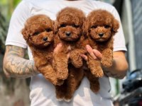 Ankaranım En Özel Yavruları 