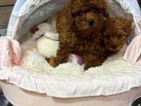 Ruhsatlı Köpek Çiftliğinden Toy Poodle Yavrularımız