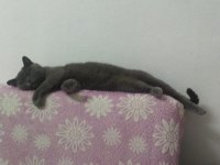 Anaç British Shorthair Kedimiz