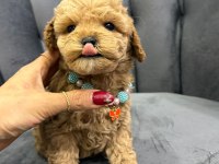 Yakışıklı oğlum maltipoo