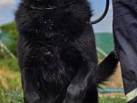 Irkının en iyisi Siyah Kurt Köpeğimiz