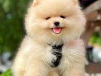 Safkan Pomeranian Boo Bebekler