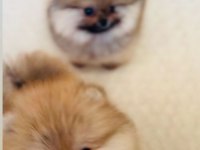 pomeranian yavrular