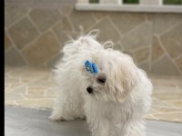 SAFKAN MALTESE YAVRU DİŞİ ERKEK