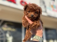 Petmode köpek çiftliğinden tiny kore poodle