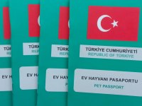 Safkan Alman Çoban Köpeği 10 Aylık