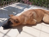 Malinois 3.5 aylık
