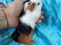 Hollandan Amerikan ve Dutch Ginepig Yavrular