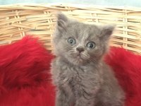 British Shorthair Minnoslarim