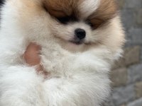 Show kalite pomeranian boo yavrularımız