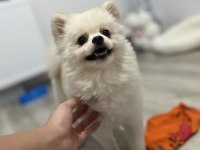 2 Yaşında Prenses Pomeranian