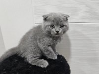 Scottish fold straight 55 günlük yavrular