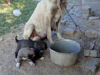 Sivastan has kangal yavruları