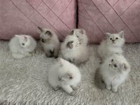 55 günlük orjinal himalayan