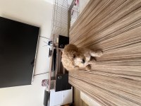 Sağlıklı süper oyuncu 0 numara toy poodle erkek