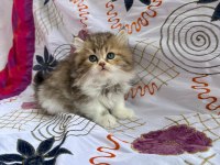 A KALİTE YAVRU KEDİLER