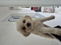 Maltipoo yavru 55 günlük