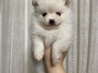 POMERANİAN BOO 3 AYLIK YAVRULARIMIZ