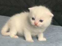 SAFKAN SCOTTİSH FOLD & BRİTİSH SHORTHAİR KEDİLER