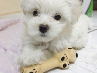 Maltese Terrier A Kalite Teacup Miniklerim