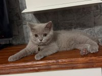 Çok güzel british shorthair yavrular