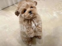 Türkiyenin en iyi kore maltipoo yavruları