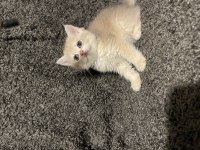 Anne Baba Şecereli Safkan British Shorthair AY12