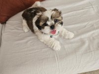 Shih tzu ömürlük ailesini arıyor